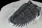 Coltraneia Trilobite Fossil - Huge Faceted Eyes #89235-4